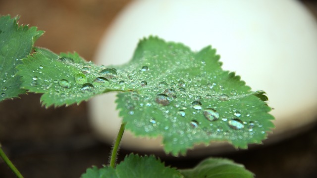 Natuur, Plant, Sierplant, Tuin, Close-Up