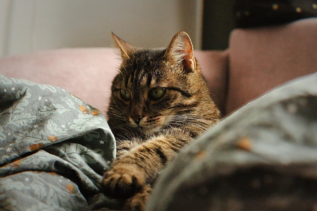Kat, Kæledyr, Feline, Dyr, Pels