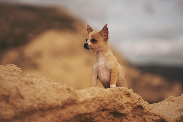 Chihuahua, Hund, Kæledyr, Hunde, Dyr