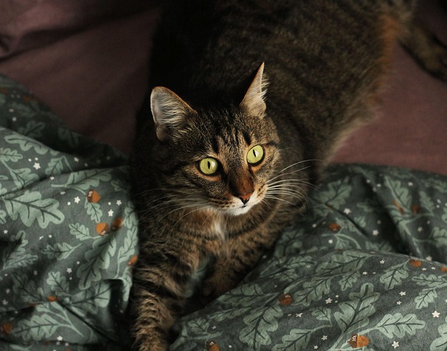 Kat, Kæledyr, Feline, Dyr, Pels