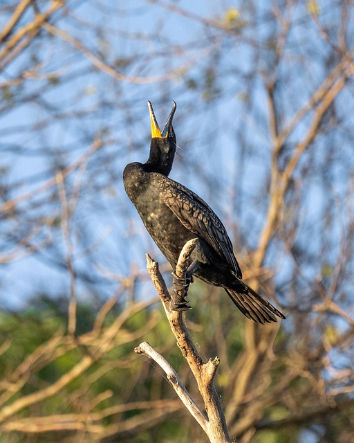 Free Cormorant Bird photo and picture