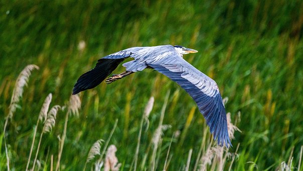 Free Great Blue Heron Bird photo and picture