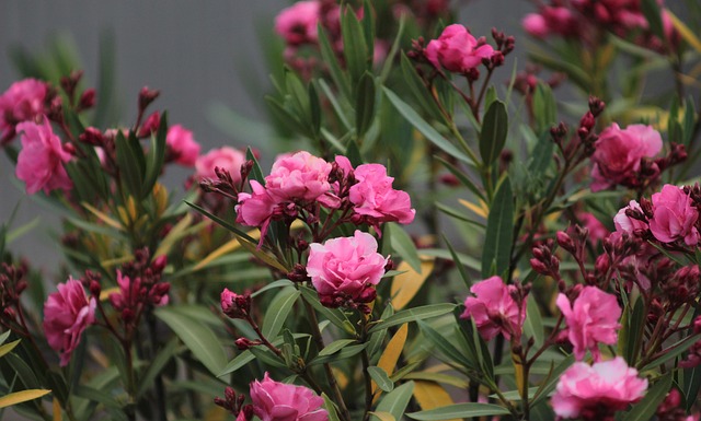 Free Flowers Petals photo and picture