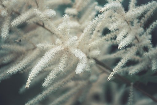 Pflanze, Flauschige, Sommer, Feder
