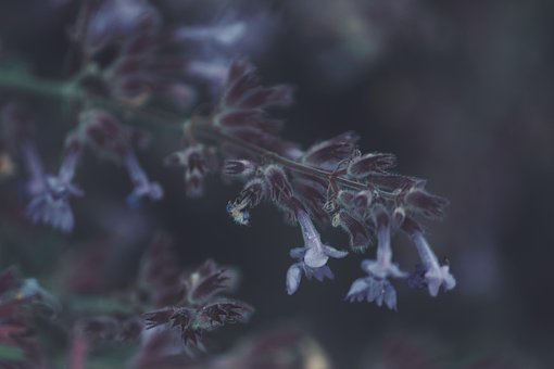 Blumen, Lavendel, Pflanze, Feder, Sommer