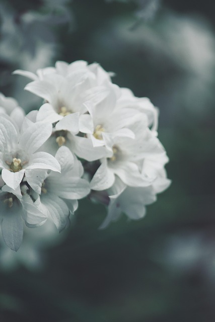 Blumen, Weiße Blumen, Kleine Blumen