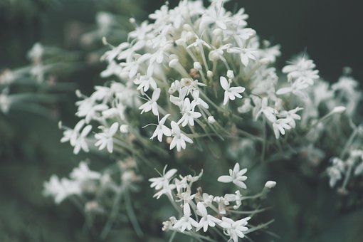 Blumen, Blütenblätter, Knospen, Flora