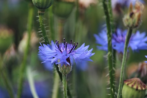 Kornblume, Blume, Blaue Blume, Knospen