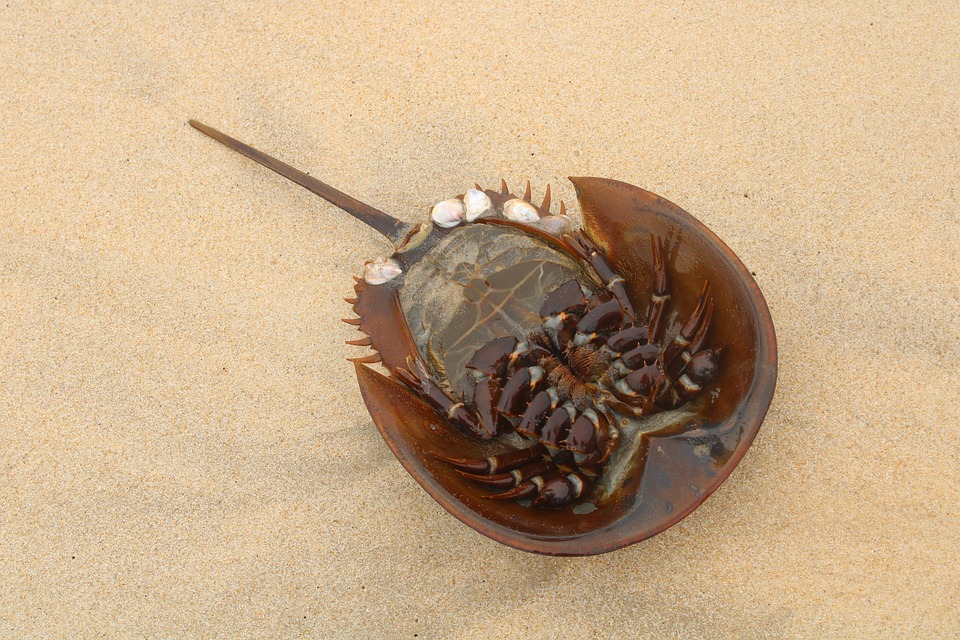 Horseshoe Crab Wildlife Free photo on Pixabay Pixabay