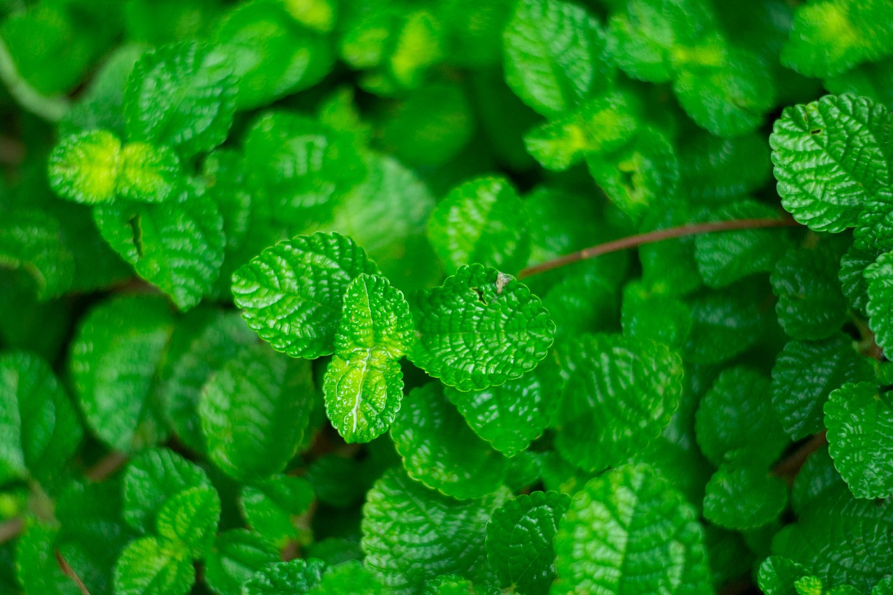 Mint Herbs Leaves Free photo on Pixabay Pixabay