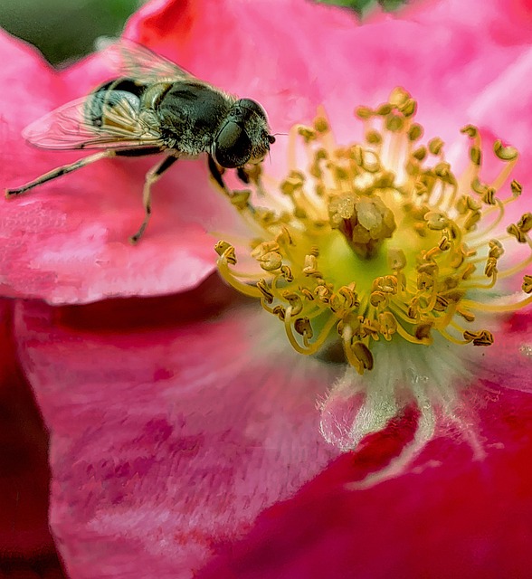 Inect Pollination Bee Insect Pollinate - Free photo on Pixabay - Pixabay
