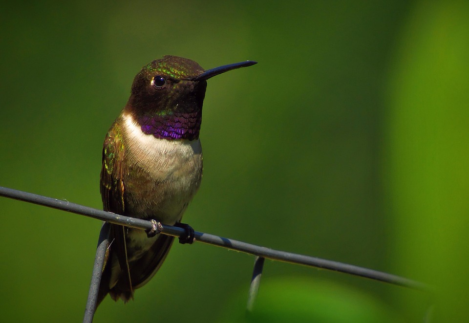 ハミングバード 黒chinned 鳥 Pixabayの無料写真