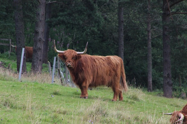 Tableau Vache Highland Corne Penchée | Lofty Trend