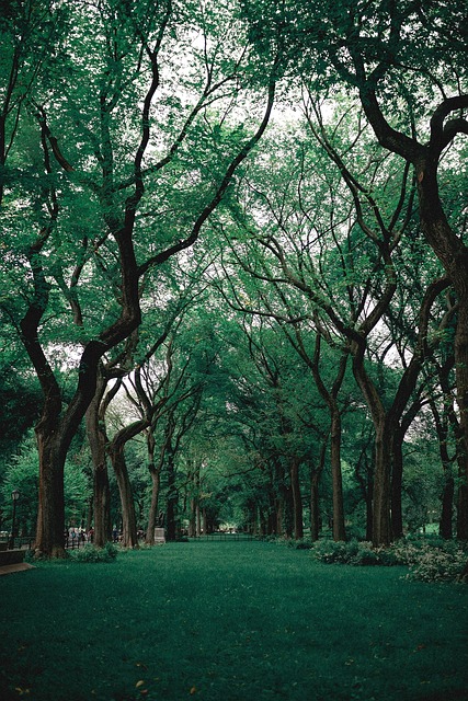 Free Forest Trees photo and picture