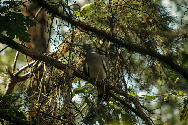 Free Pigeon Bird photo and picture