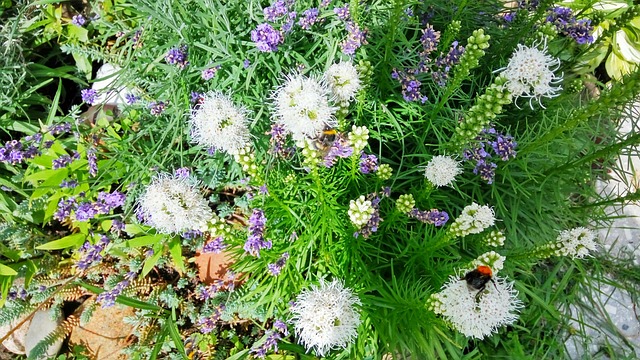 Verão, Prado, Jardim, Roxo