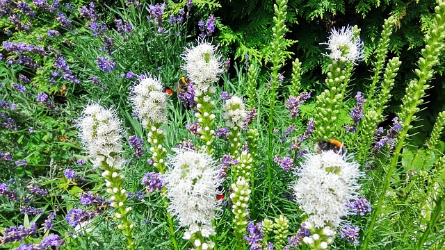 Verão, Prado, Jardim, Roxo, Odor