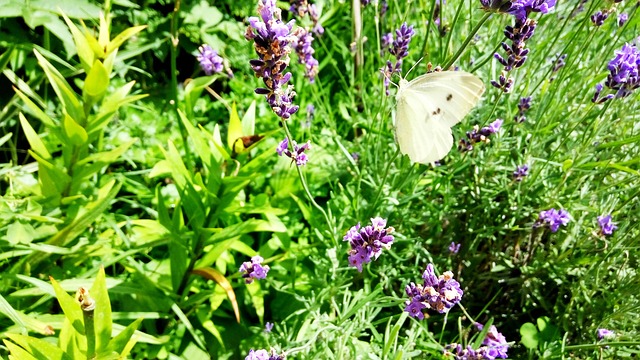 Verão, Prado, Jardim, Roxo, Odor