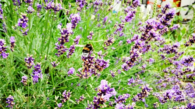Verão, Prado, Jardim, Roxo, Odor