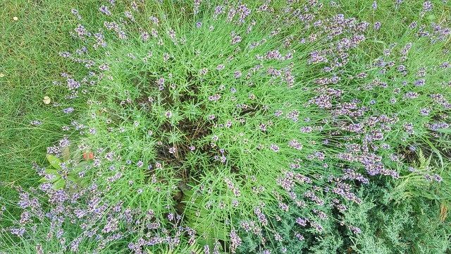 Sommer, Eng, Have, Lilla, Duft, Lavendel