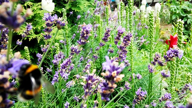Lavanda, Verão, Abelha, Flores, Flora