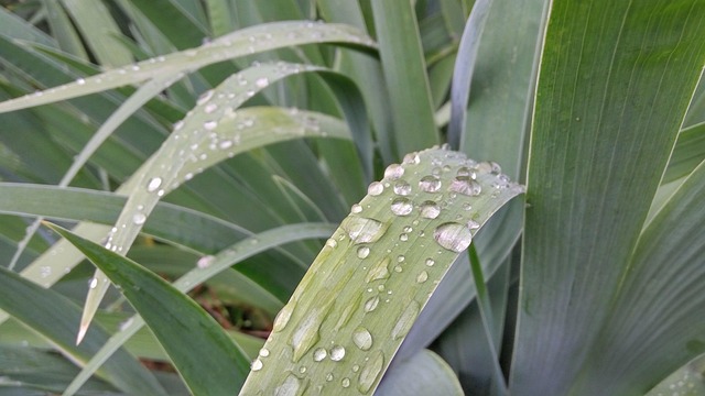 Orvalho, Planta, De Orvalho, Natureza