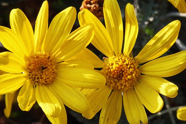Margaritas Amarillas Flores - Foto gratis en Pixabay - Pixabay