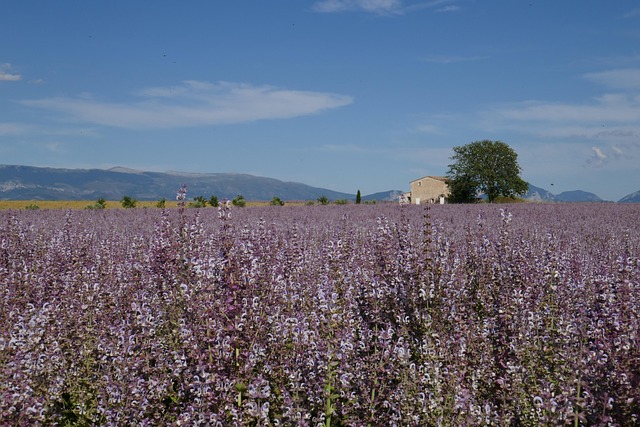 Free Lavender Flowers photo and picture