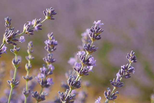 Free Lavenders Flowers photo and picture