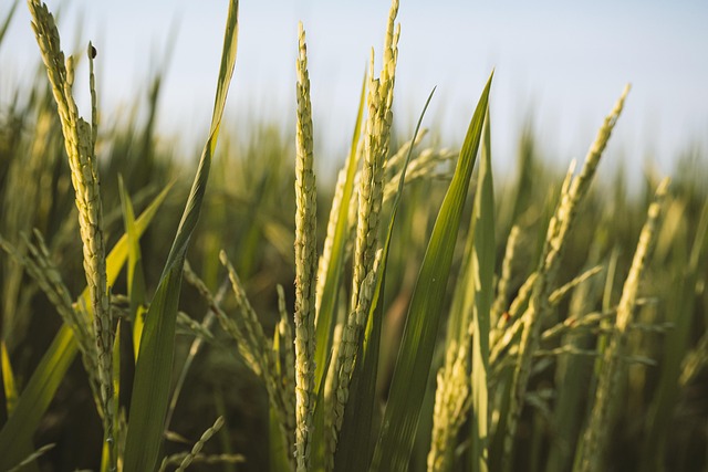 Free Rice Paddy Field photo and picture