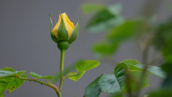 Free Rose Flower photo and picture