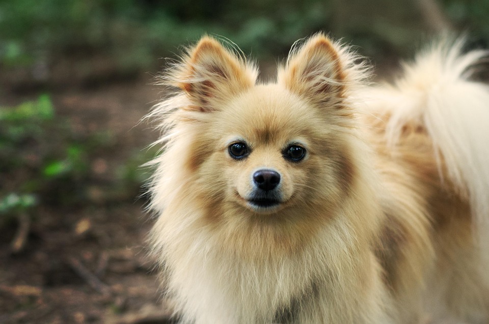 狗宠物博美犬 Pixabay上的免费照片