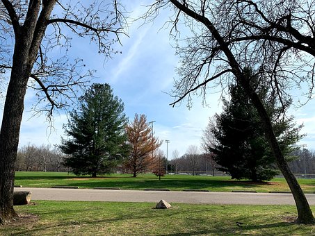 Free Nature Trees photo and picture