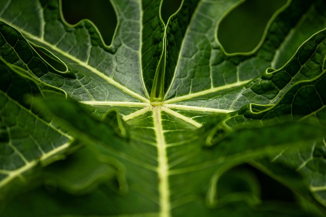 Feuille Feuillage Veines Photo Gratuite Sur Pixabay Feuille Feuillage Veines Photo Gratuite Sur Pixabay