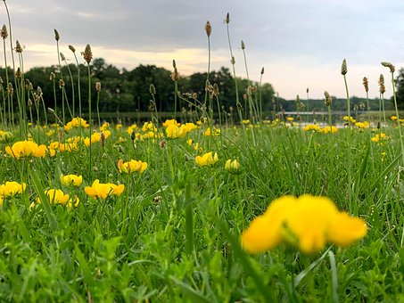Free Park Flower photo and picture