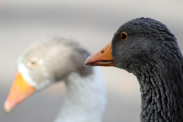 Free Geese Birds photo and picture