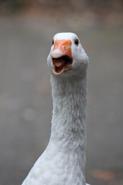 Free Goose Bird photo and picture