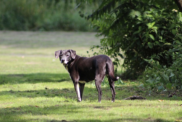 Free Dog Pet photo and picture