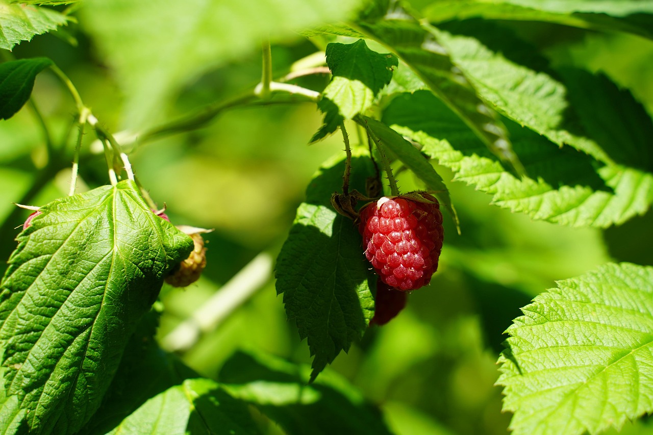 Raspberries Berries Fruits Free photo on Pixabay Pixabay