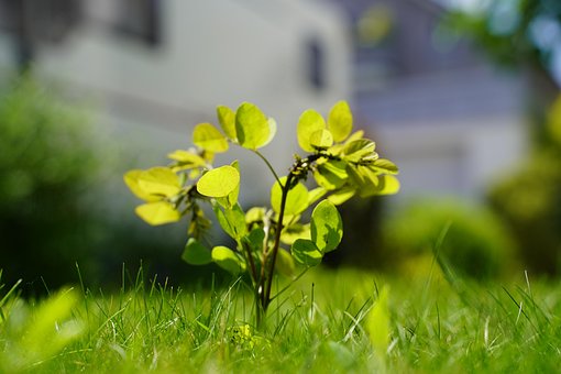 Plant Sapling Flora - Free photo on Pixabay