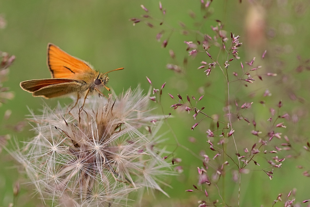 Débardeur Motif Papillon - Coupe Classique, Manches Doubles - Pour Entomologistes Ou Amateurs D’insectes