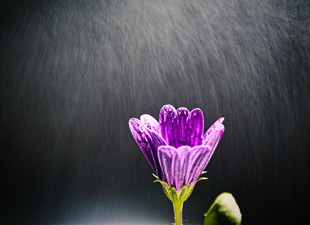 Free Aster Flower photo and picture