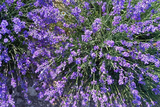 Free Agriculture Aroma photo and picture