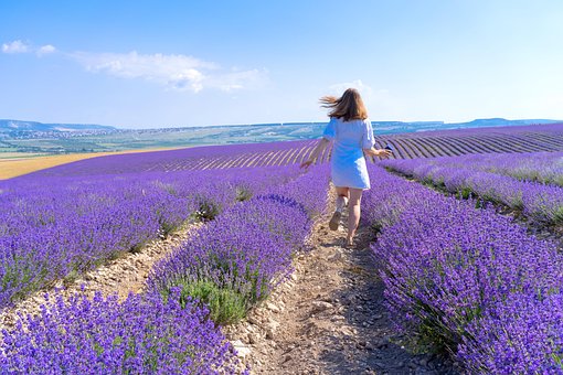 Free Lavender Field photo and picture