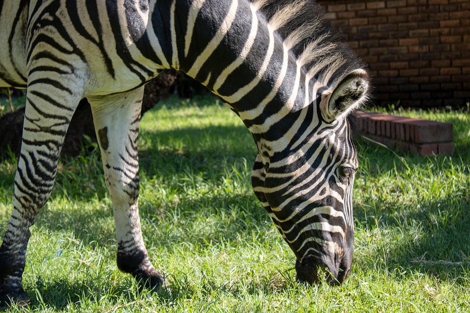 Zebra Horse Grazing Free photo on Pixabay Pixabay
