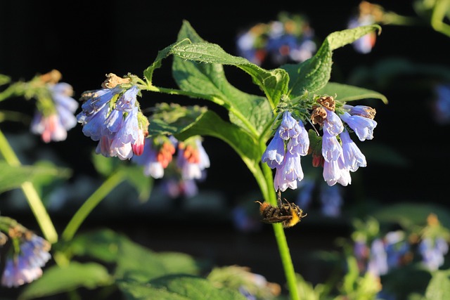 Free Bee Insect photo and picture