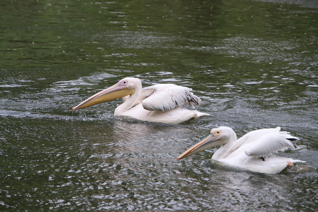 Pelikanen Vogels Vijver Witte Gratis Foto Op Pixabay Pixabay pelikanen-vogels-vijver-witte-gratis-foto-op-pixabay-pixabay