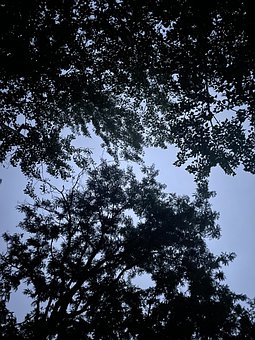 Тень, Силуэт, Деревья, Жуткий Лес, Ночь