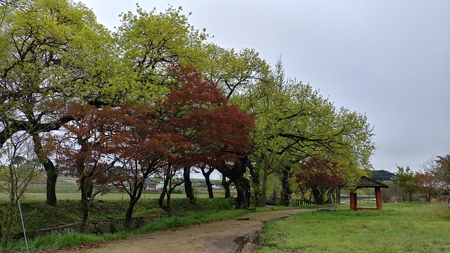 Free Nature Tree photo and picture
