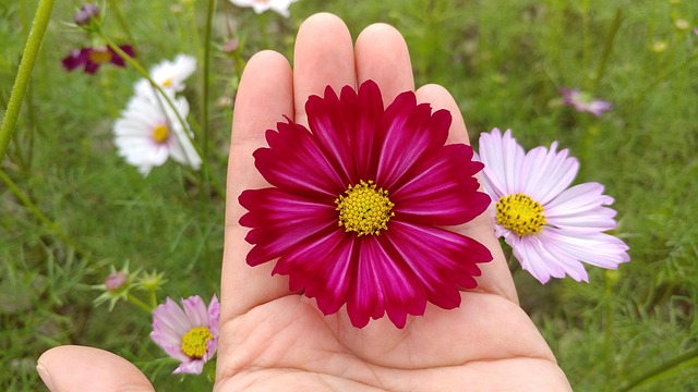 Free Cosmos Flower photo and picture